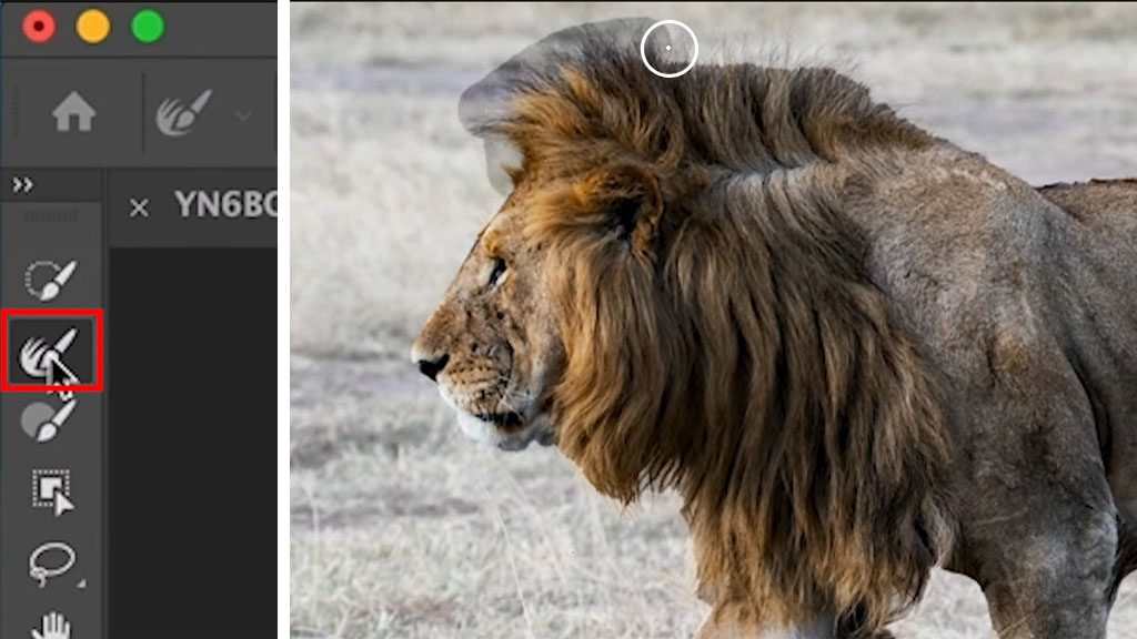 Cutting out a lion in Adobe Photoshop
