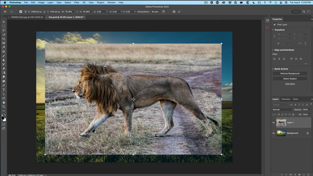 Cutting out a lion in Adobe Photoshop
