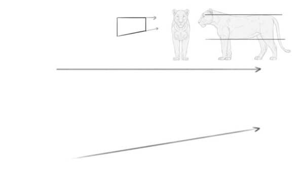 how to draw a lion 1