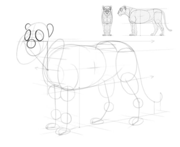 how to draw a lion 15