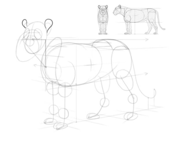 how to draw a lion 16