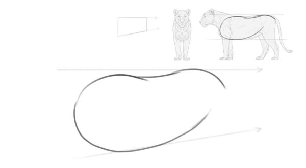 how to draw a lion 2