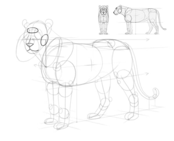 how to draw a lion 22
