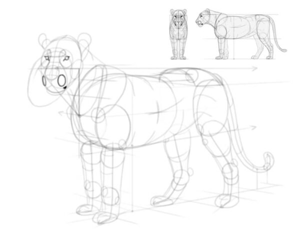 how to draw a lion 26