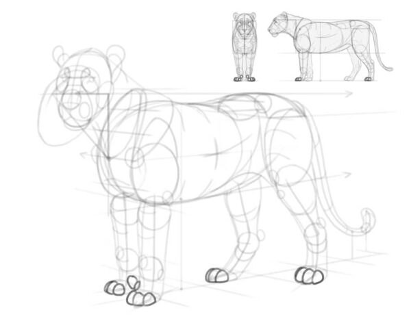 how to draw a lion 28