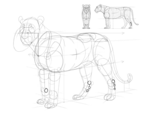 how to draw a lion 29