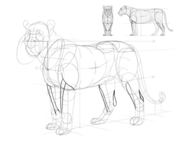 how to draw a lion 30