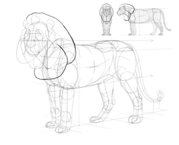 how to draw a lion 32