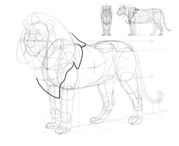 how to draw a lion 33