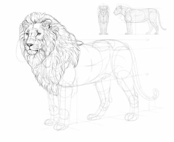 how to draw a lion 35 2