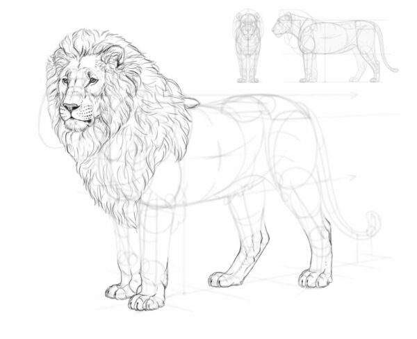 how to draw a lion 35 3