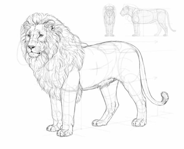 how to draw a lion 35 4