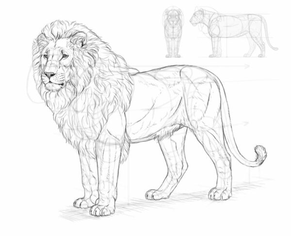 how to draw a lion 35 5