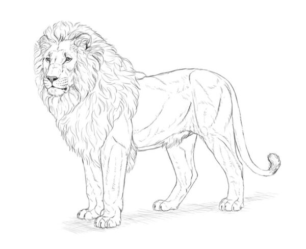 how to draw a lion 35 6