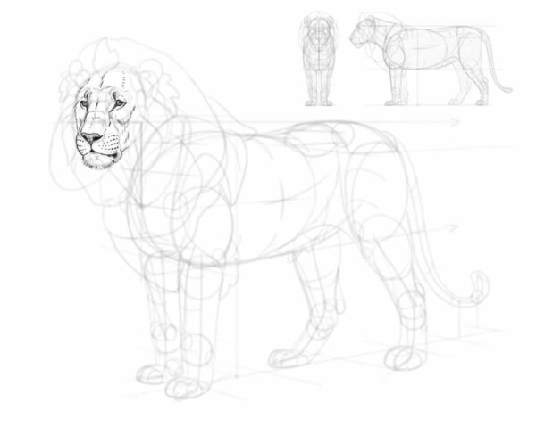 how to draw a lion 35