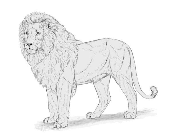 how to draw a lion 36