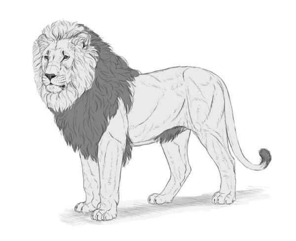 how to draw a lion 37