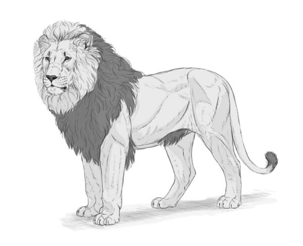 how to draw a lion 38