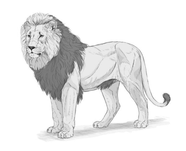 how to draw a lion 39