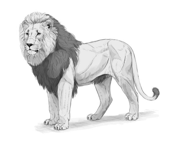 how to draw a lion 41