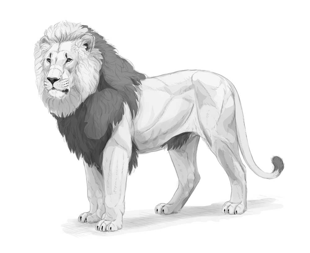 how to draw a lion 42 b