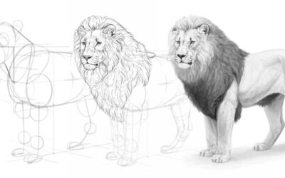 How to draw a realistic lion, with Monika Zagrobelna