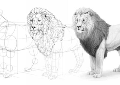 How to draw a realistic lion, with Monika Zagrobelna