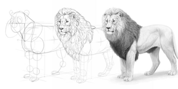 How to draw a realistic lion, with Monika Zagrobelna
