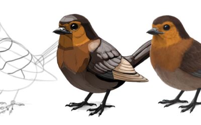 How to draw a bird, with Monika Zagrobelna