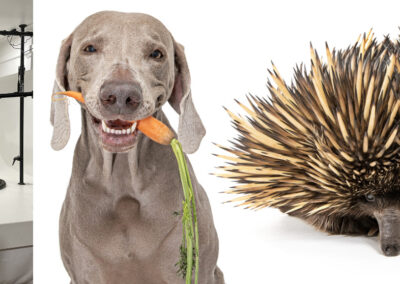 Should You Become A Pet and Wildlife Photographer? Everything you need to know about the career