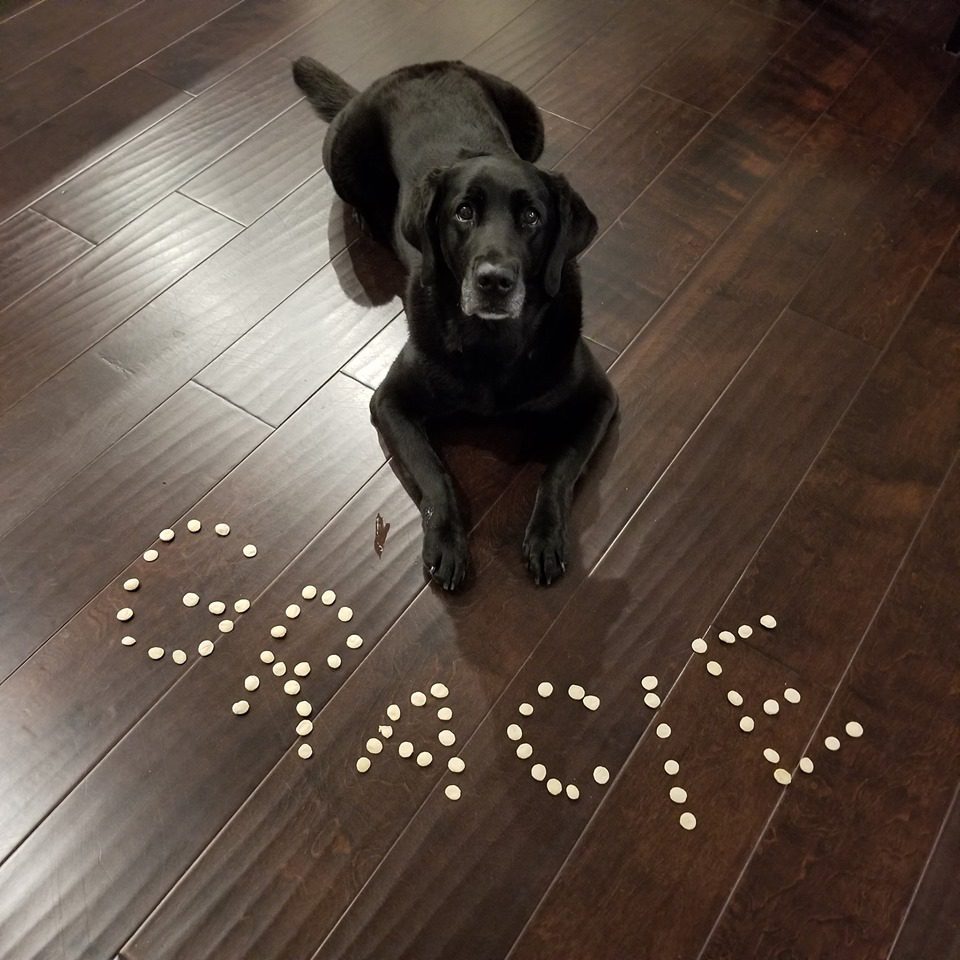 Glenn's service dog, Gracie