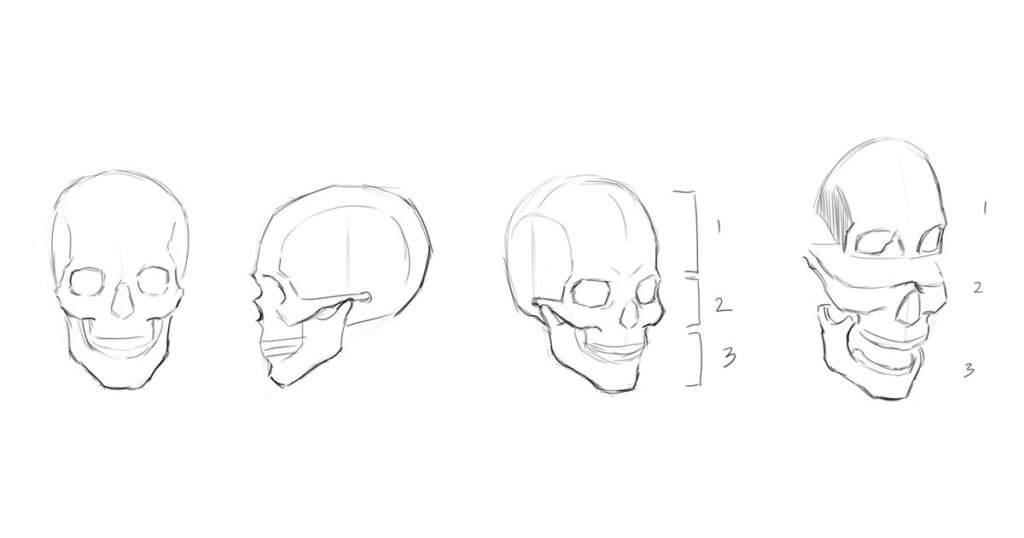 3 sections of a skull